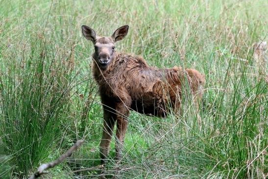 Elchkalb Wildpark Alte Fasanerie Klein Auheim 2017