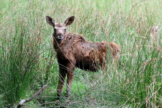 Elchkalb Wildpark Alte Fasanerie Klein Auheim 2017