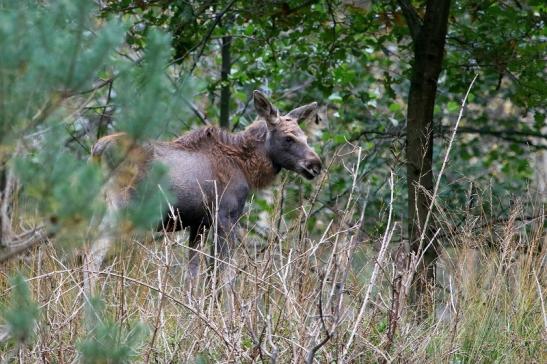 Elchkalb Wildpark Alte Fasanerie Klein Auheim 2017