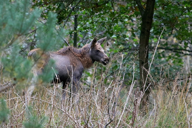 Elchkalb Wildpark Alte Fasanerie Klein Auheim 2017