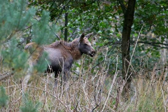 Elchkalb Wildpark Alte Fasanerie Klein Auheim 2017