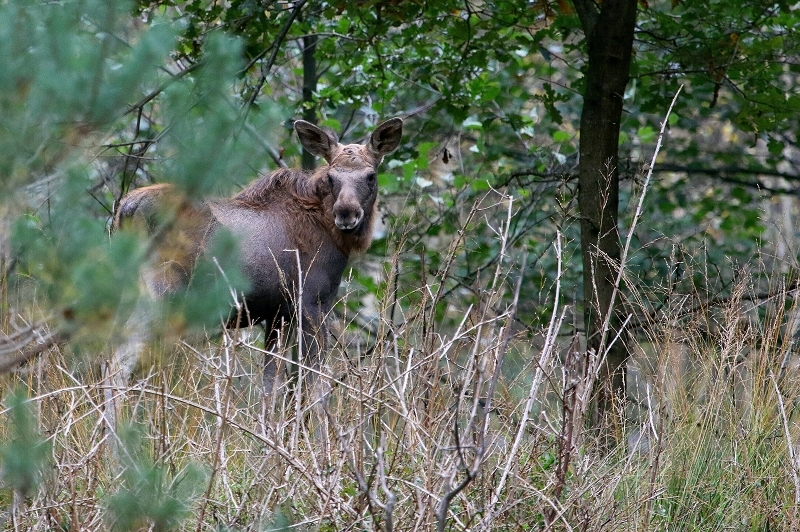 Elchkalb Wildpark Alte Fasanerie Klein Auheim 2017