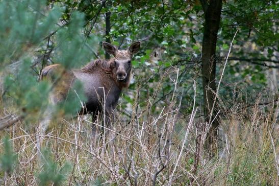 Elchkalb Wildpark Alte Fasanerie Klein Auheim 2017