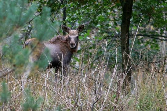 Elchkalb Wildpark Alte Fasanerie Klein Auheim 2017