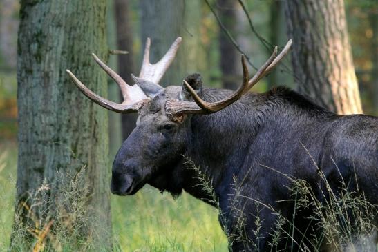 Elch Wildpark Alte Fasanerie Klein Auheim 2017