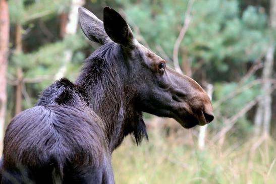 Elch Wildpark Alte Fasanerie Klein Auheim 2017