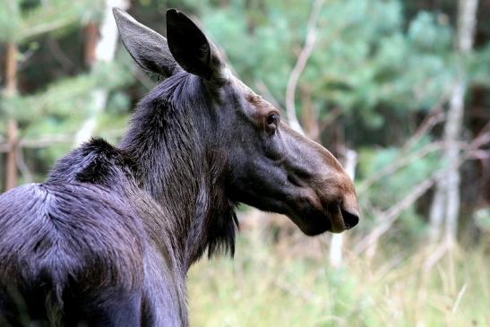 Elch Wildpark Alte Fasanerie Klein Auheim 2017