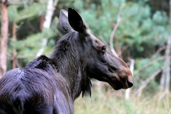 Elch Wildpark Alte Fasanerie Klein Auheim 2017