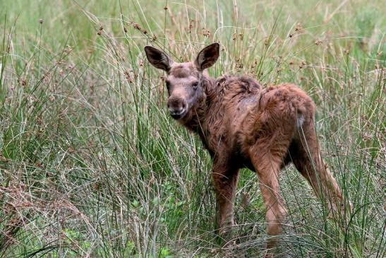 Elchkalb Wildpark Alte Fasanerie Klein Auheim 2017