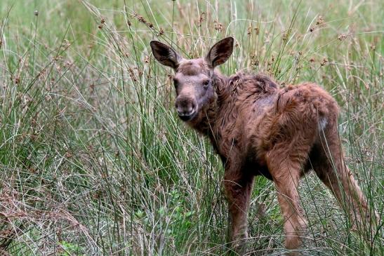 Elchkalb Wildpark Alte Fasanerie Klein Auheim 2017