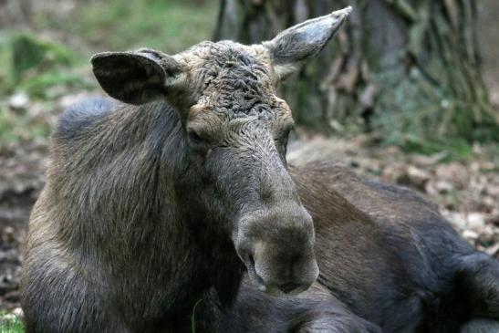 Elch Wildpark Alte Fasanerie Klein Auheim 2018