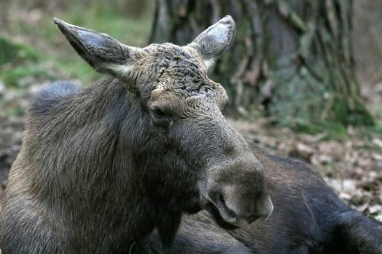 Elch Wildpark Alte Fasanerie Klein Auheim 2018