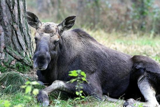 Elch Wildpark Alte Fasanerie Klein Auheim 2018