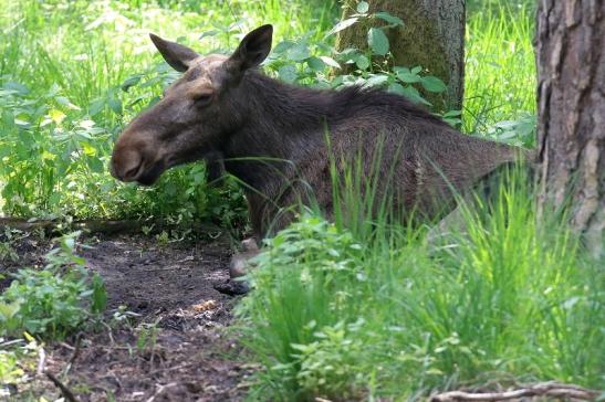 Elchkuh Wildpark Alte Fasanerie Klein Auheim 2021