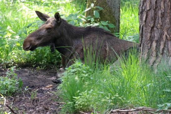 Elchkuh Wildpark Alte Fasanerie Klein Auheim 2021