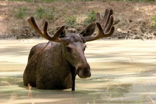 Elch Wildpark Bad Mergentheim 2015