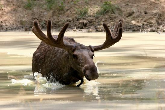 Elch Wildpark Bad Mergentheim 2015