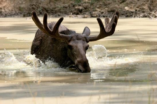 Elch Wildpark Bad Mergentheim 2015