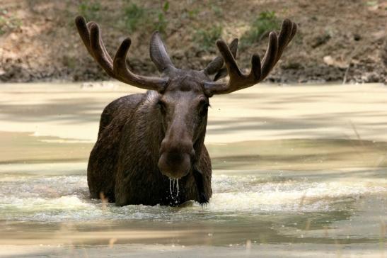 Elch Wildpark Bad Mergentheim 2015