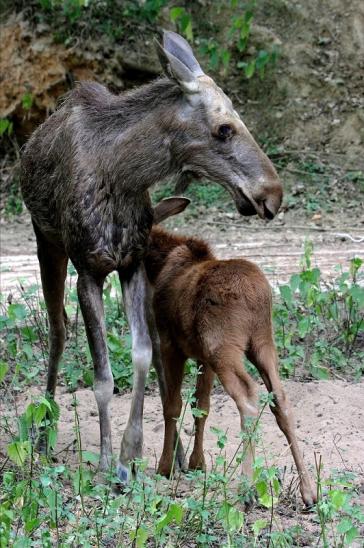 Elch mit Nachwuchs Wildpark Bad Mergentheim 2015