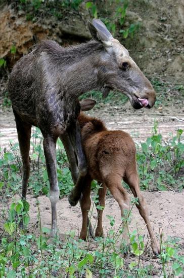 Elch mit Nachwuchs Wildpark Bad Mergentheim 2015