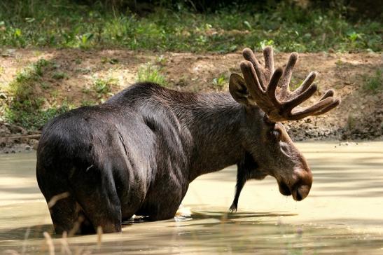 Elch Wildpark Bad Mergentheim 2015