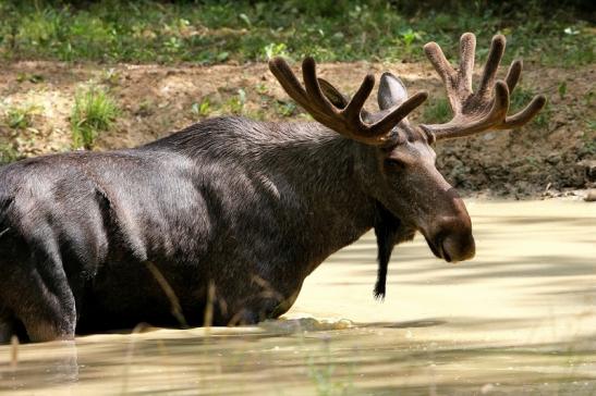 Elch Wildpark Bad Mergentheim 2015