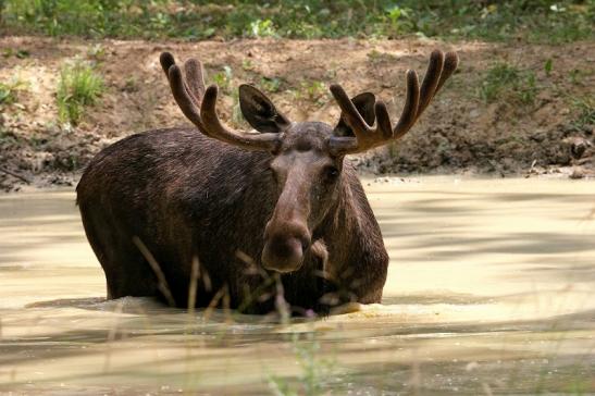 Elch Wildpark Bad Mergentheim 2015