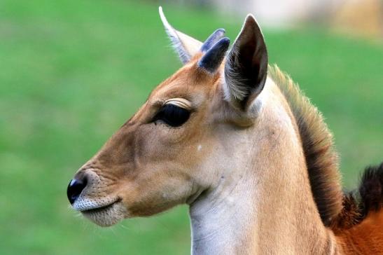 Elenantilope Jungtier Opel Zoo Kronberg 2015