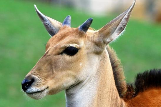 Elenantilope Jungtier Opel Zoo Kronberg 2015