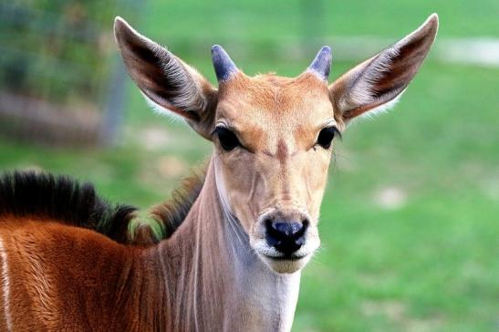 Elenantilope Jungtier Opel Zoo Kronberg 2015