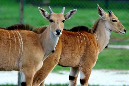 Elenantilope Jungtier Opel Zoo Kronberg 2015