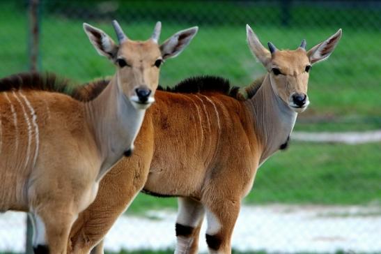 Elenantilope Jungtier Opel Zoo Kronberg 2015