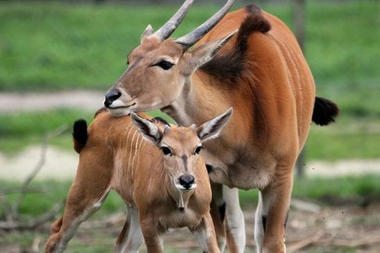 Elenantilope Opel Zoo Kronberg 2014