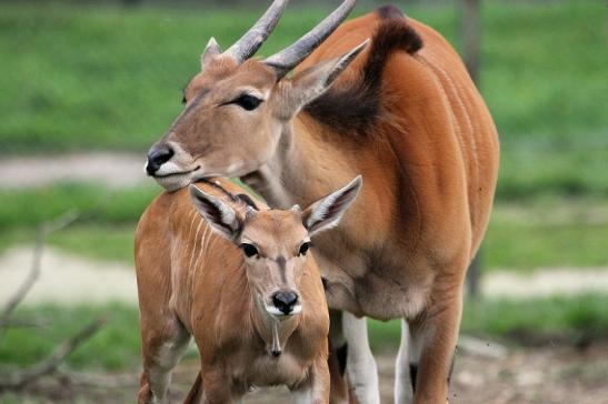 Elenantilope Opel Zoo Kronberg 2014