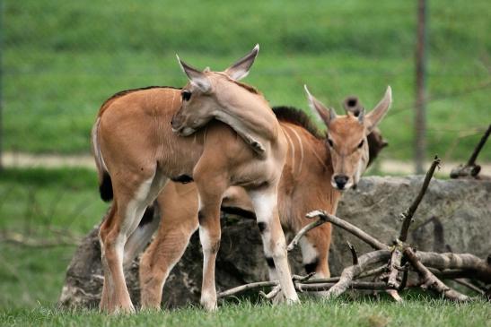 Elenantilope Opel Zoo Kronberg 2014