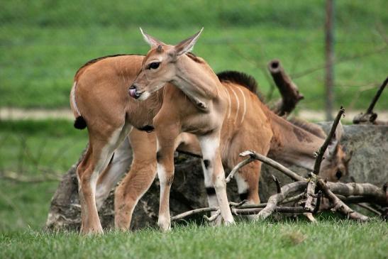 Elenantilope Opel Zoo Kronberg 2014