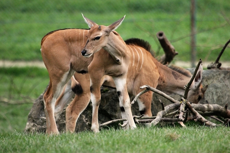 Elenantilope Opel Zoo Kronberg 2014