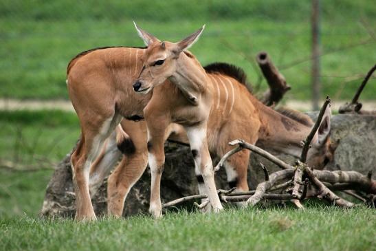 Elenantilope Opel Zoo Kronberg 2014