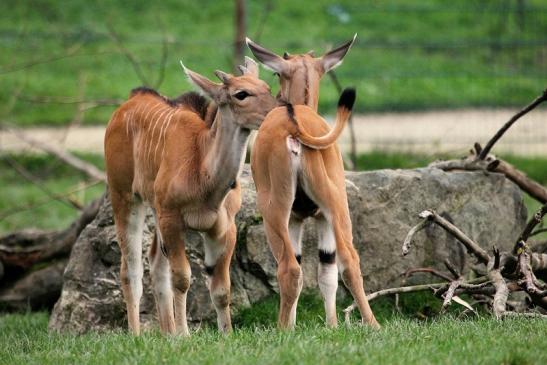 Elenantilope Opel Zoo Kronberg 2014