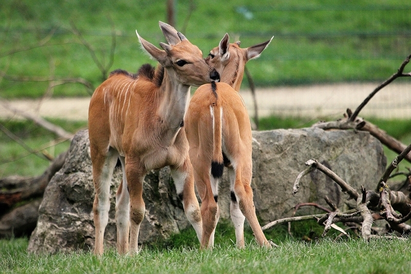 Elenantilope Opel Zoo Kronberg 2014