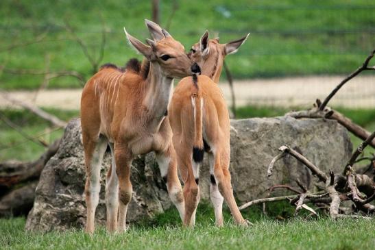 Elenantilope Opel Zoo Kronberg 2014