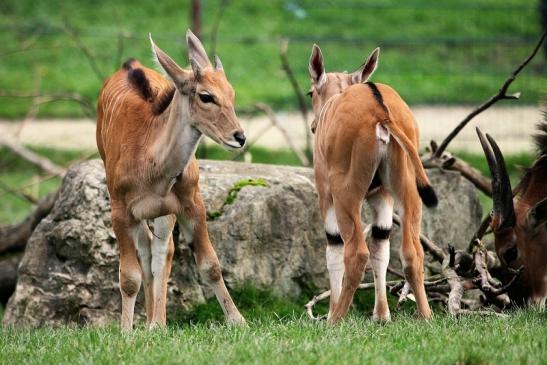 Elenantilope Opel Zoo Kronberg 2014