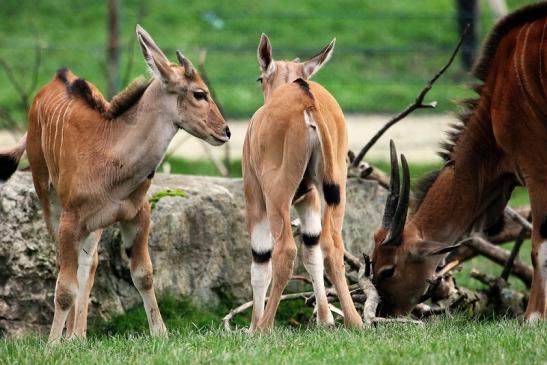 Elenantilope Opel Zoo Kronberg 2014