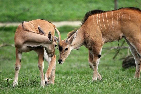 Elenantilope Opel Zoo Kronberg 2014