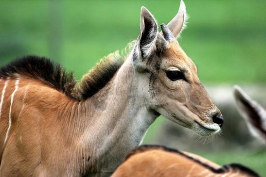 Elenantilope Opel Zoo Kronberg 2014