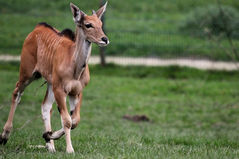 Elenantilope Opel Zoo Kronberg 2014