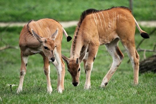 Elenantilope Opel Zoo Kronberg 2014