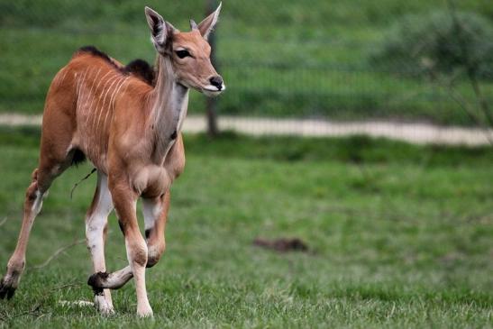 Elenantilope Opel Zoo Kronberg 2014