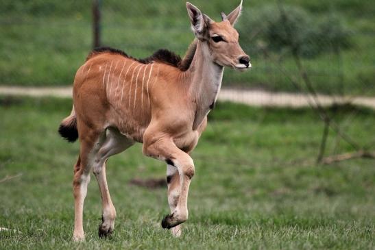 Elenantilope Opel Zoo Kronberg 2014